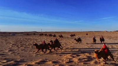 政企學(xué)研齊聚青城～共謀阿拉善駱駝產(chǎn)業(yè)高質(zhì)量發(fā)展之路