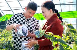 藍(lán)莓豐收了