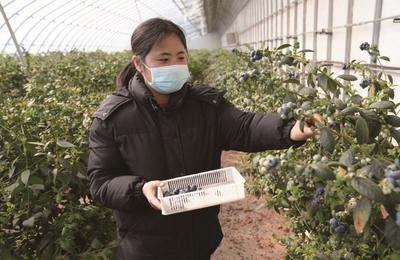 赤峰市最大藍莓種植區(qū) 迎來豐收季