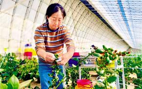 沙漠里結(jié)出藍莓果