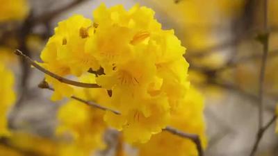 春日浪漫！黃花風鈴木盛開正當時