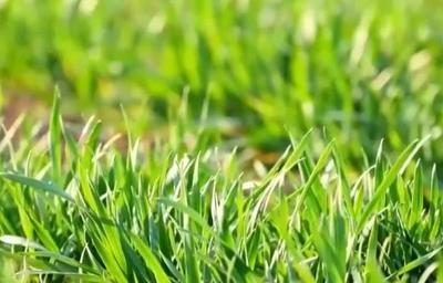 科技賦能唱“主角” 千里沃野奏響春耕春管 “奮進(jìn)曲”