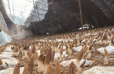 羊肚菌搶“鮮”上市