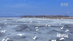 瞰中國｜內(nèi)蒙古開魯：春水解凍時(shí) 萬羽如期至