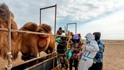 全國(guó)首創(chuàng)！事關(guān)阿拉善雙峰駝繁育技術(shù)