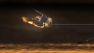 春赴烏海！2026觀鳥文化嘉年華來襲