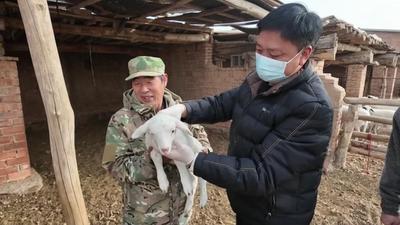 阿拉善：春到草原接羔忙