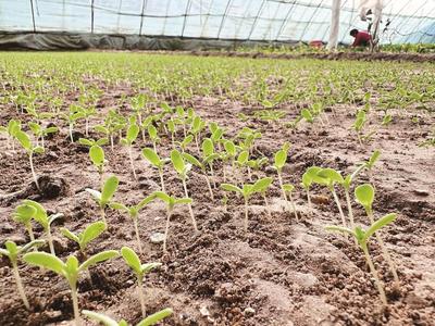 海勃灣：人勤春來早 大棚育苗忙