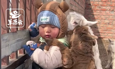 萌娃誤入羊圈被小羊羔熱情包圍