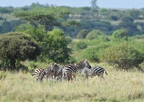 走進非洲丨在東非“野生動物天堂” 感受野性之美