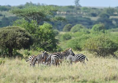 走進非洲丨在東非“野生動物天堂” 感受野性之美