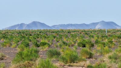 春光正好 擊鼓催征 內(nèi)蒙古拉開2026年防沙治沙大幕