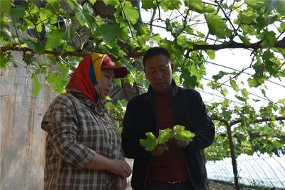 烏海：以科技小院書寫助農(nóng)增收大文章