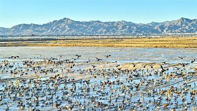黃河濕地迎來(lái)遷徙候鳥(niǎo)