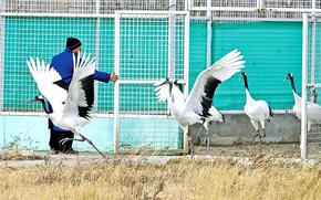 候鳥天堂圖牧吉  