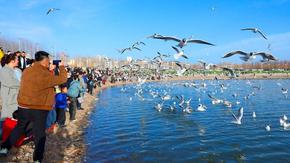 烏海：萬千候鳥踏春來