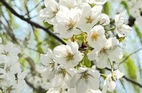 山東濟(jì)南：櫻花如雪引客來(lái)