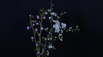 把春天拍給你看！延時看桃李漸次綻放