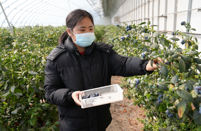 赤峰市最大藍(lán)莓種植區(qū)迎來豐收季