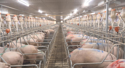 京蒙協(xié)作賦能 生豬產(chǎn)業(yè)繪就鄉(xiāng)村振興新圖景