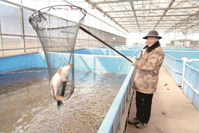 一尾金鱗躍響黃河岸