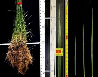 蒙草生態(tài)培育冰草新品種賦能“三北”工程產(chǎn)業(yè)升級(jí)和長(zhǎng)效發(fā)展