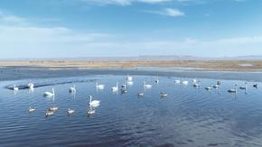 烏梁素海展開春日生態(tài)畫卷