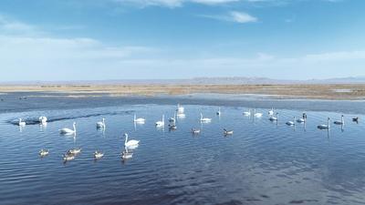 乌梁素海展开春日生态画卷