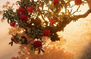 誤入仙境！霧鎖漾濞，金光穿霧花如夢