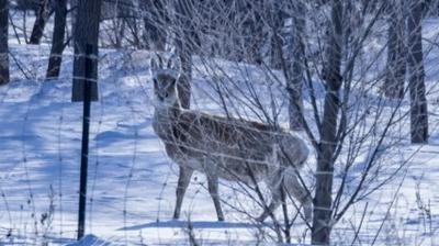 全網(wǎng)刷屏！國家一級保護(hù)動物黃羊現(xiàn)身