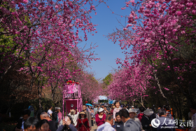 云南昆明：樱花盛放引客来