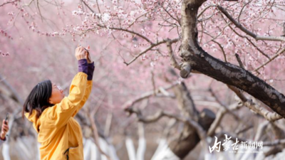 桃花朵朵開 春風(fēng)入畫來