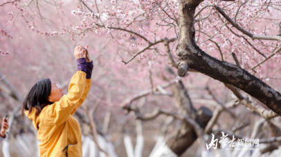 桃花朵朵开 春风入画来