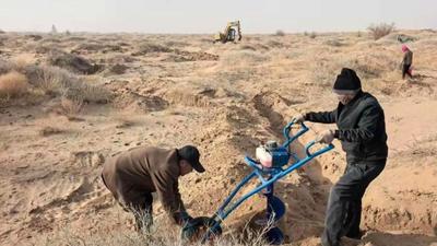 破解技術(shù)瓶頸！阿拉善完成鎖陽人工接種技術(shù)試驗(yàn)示范區(qū)建設(shè)