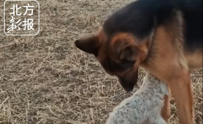 剛出生的小羊羔迷失野外 忠犬化身“守護(hù)者”平安帶回