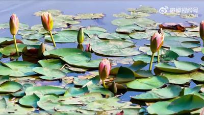 好運(yùn)“蓮蓮”！睡蓮綻放美如油畫