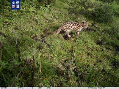云南大理蒼山綜合科考成果發(fā)布 新記錄物種超1000種