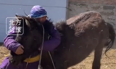 牧民打馬印輕松撂倒烈馬