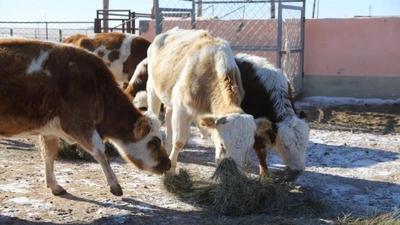 461萬畝草原“帶薪休養(yǎng)”！二連浩特市2026年春季休牧全面啟動