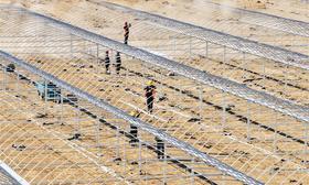 鹽堿地變身致富棚