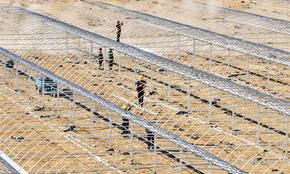 鹽堿地變身致富棚