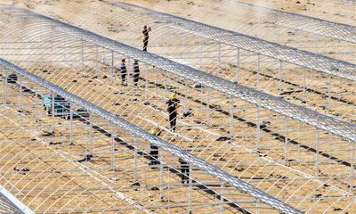 鹽堿地變身致富棚