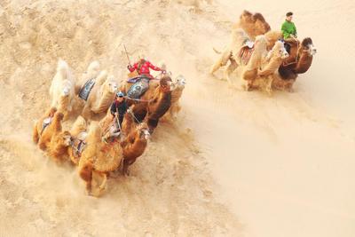 內(nèi)蒙古通遼：群駝沖沙 大漠逐影