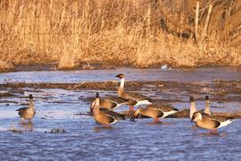 赤峰市迎来 水鸟迁徙高峰