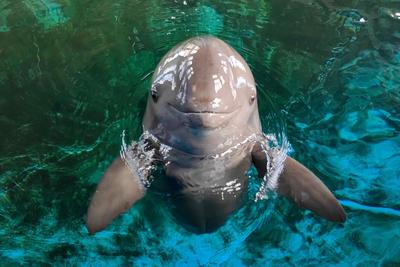 “微笑天使”长江江豚成为武汉城市吉祥物