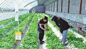 采摘经济富了农家