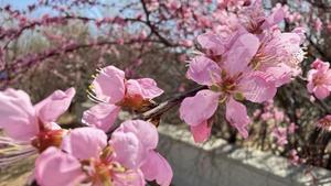 二连浩特：春回大地万物苏 草木抽芽花满枝