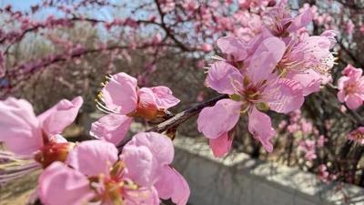 二連浩特：春回大地萬物蘇 草木抽芽花滿枝