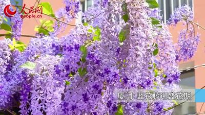 藍(lán)花藤迎盛花期 “花瀑”綿延數(shù)十米