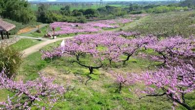 良渚古城春日限定美景上新